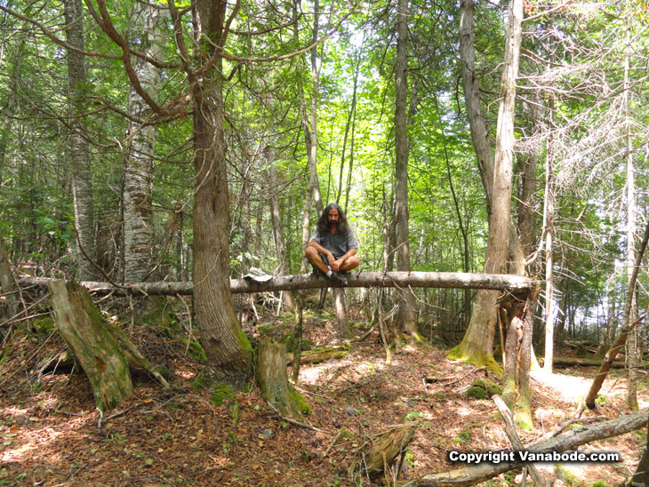 vanabode author sits in tree