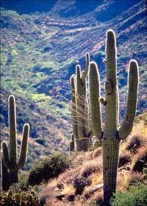 agua fria national monument arizona pictures