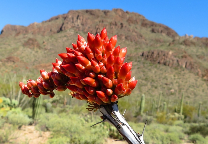 arizona saguara forrest blm cactus flower