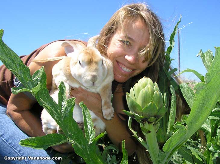 Bugsy our bunny rabbit ate a lot of these fresh artichokes from the Castro  California Farm area