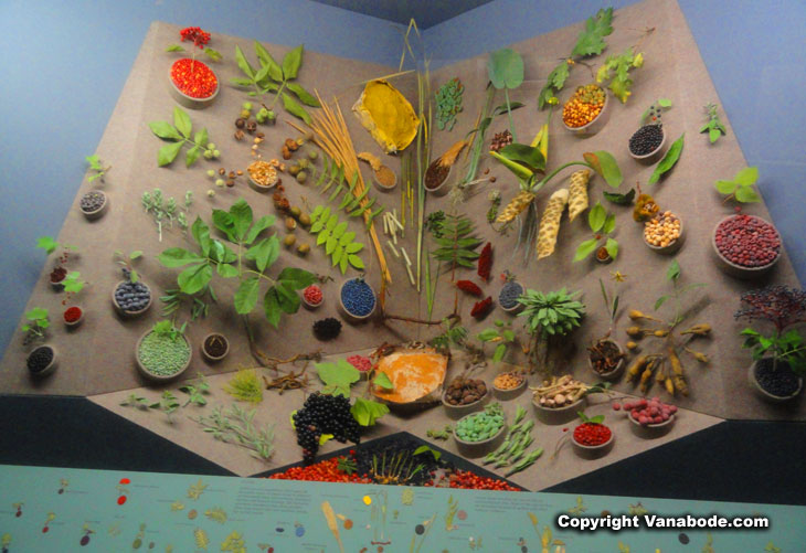 flora and fauna display augusta museum