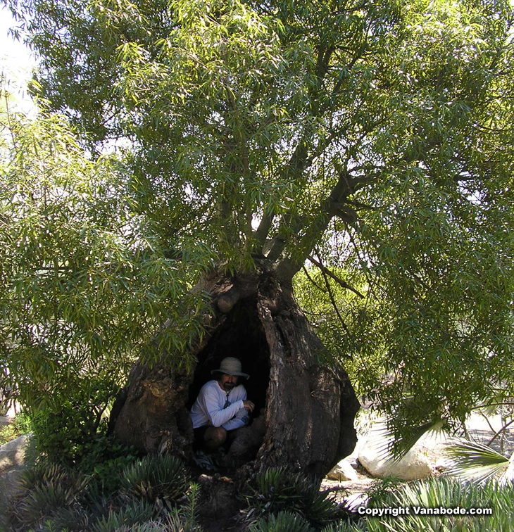 picture of jason in trunk of tree in botanical gardens in san diego