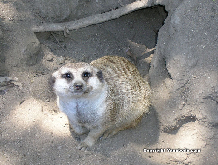 Picture of meerkat at san diego zoo in balboa park