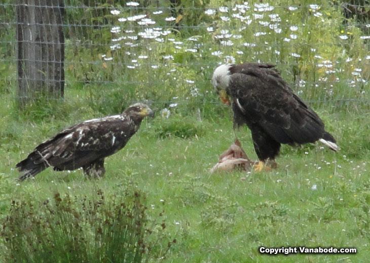 picture of wild bald eagles eating dead animal at game farm