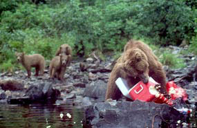 Brown bears pictuered in Alaska