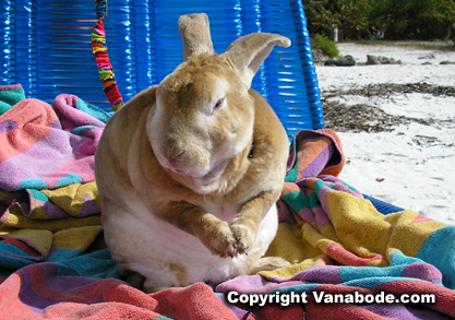 picture of bugsy in beach chair