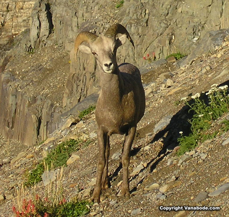 Picture of sheep  at Glacier National Park