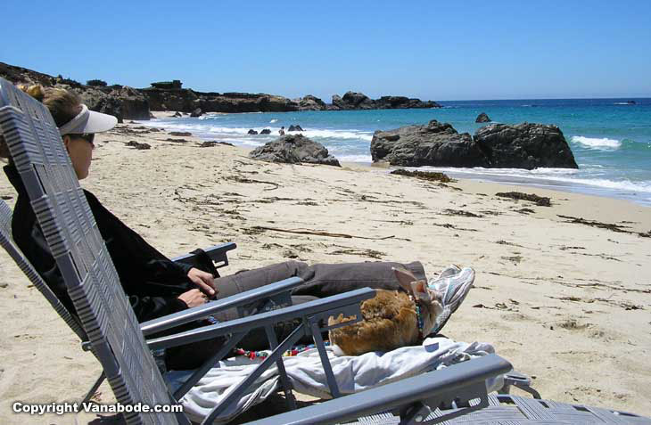 big sur california coast rabbit on beach picture