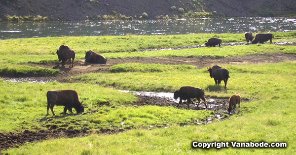 buffalo herd in yellowstone picture