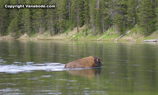 bison swimming across river in yellowstone picture