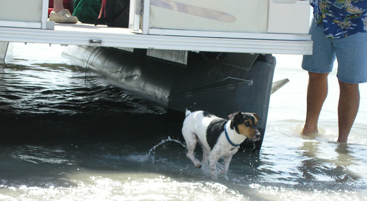picture of pontoon boat and dog at beach