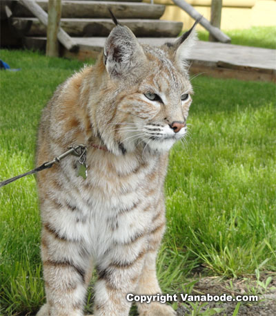 Bobcats In Oregon