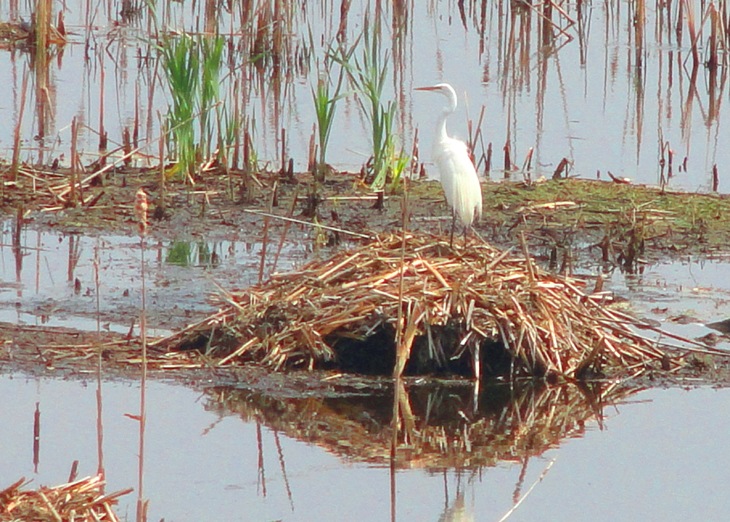 beavers nest