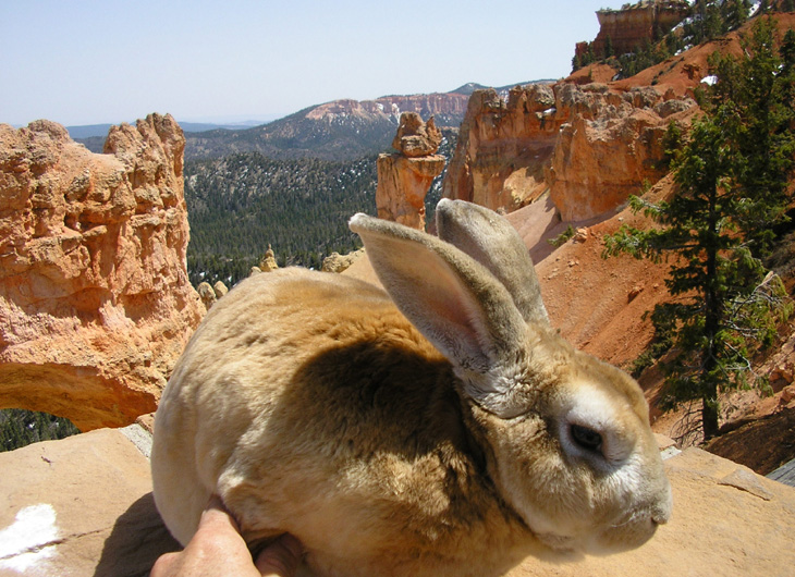 picture of bugsy visiting bryce canyon park in utah