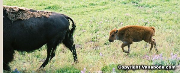 buffalo calf yellowstone park picture