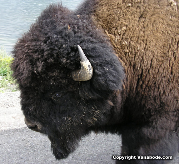 bison on road in yellowstone picture