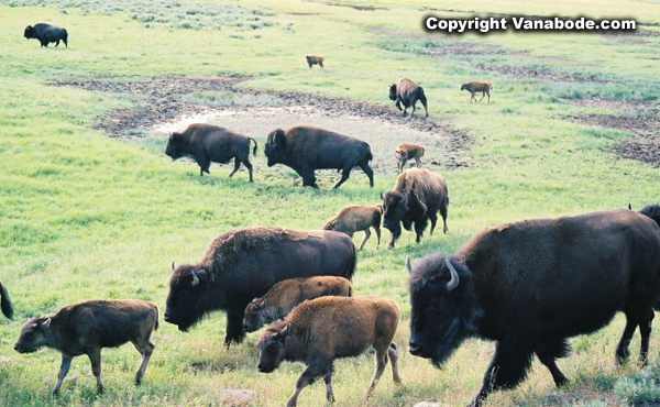 bison in meadow in yellowstone picture