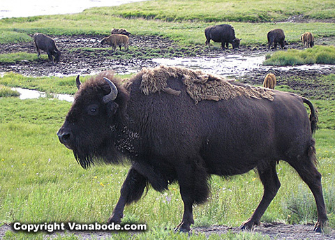 picture of yellowstone buffalo walking