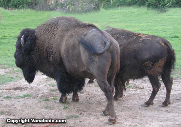 buffao in yellowstone park picture