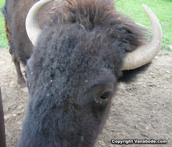 yellowstone buffalo up close picture
