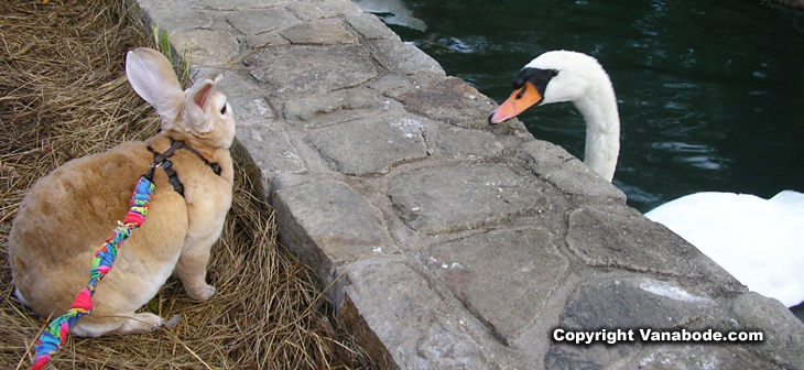 picture of bugsy and a swan at the palace of fine arts in san fran california