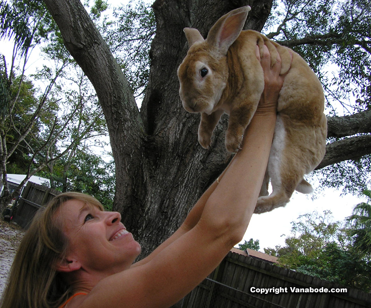 picture of bunny airplane