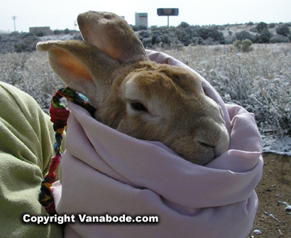 picture of bunny burrito