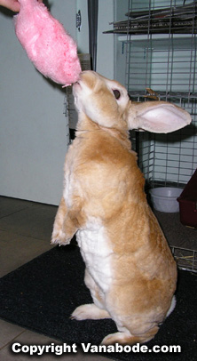 Picture of rabbit with cotton candy
