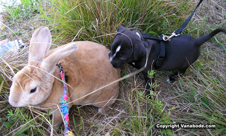 picture of rabbit and dog playing in grass