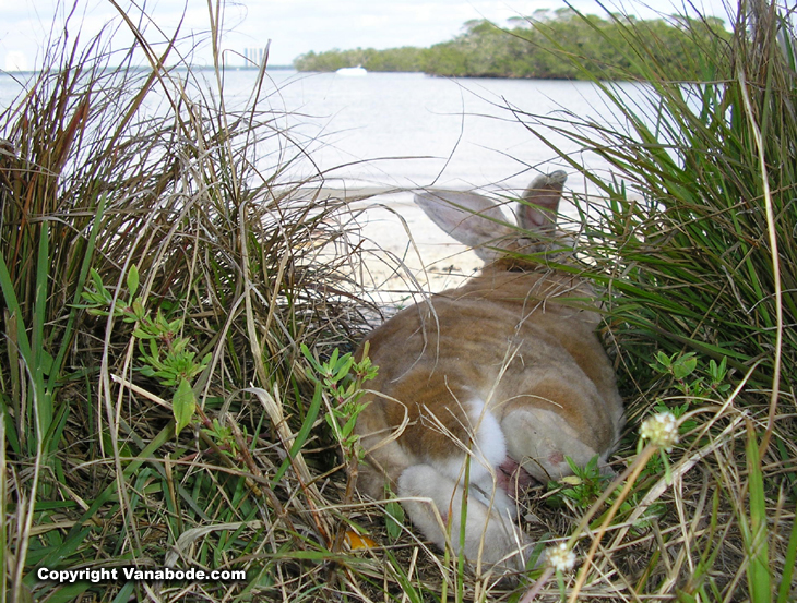 picture of rabbit in grass at water's edge