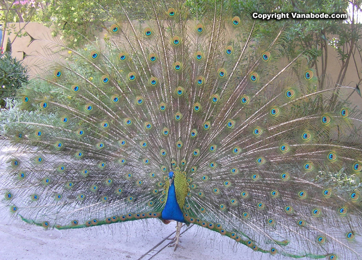 the arboretum peacock picture