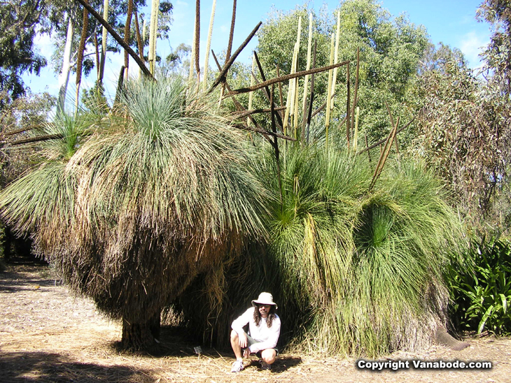 wild grasses pictured at la botanic gardens california