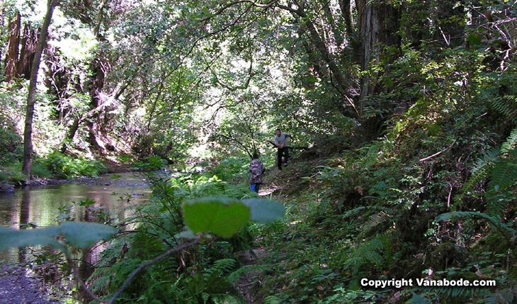 picture taken in woods on side of california highway