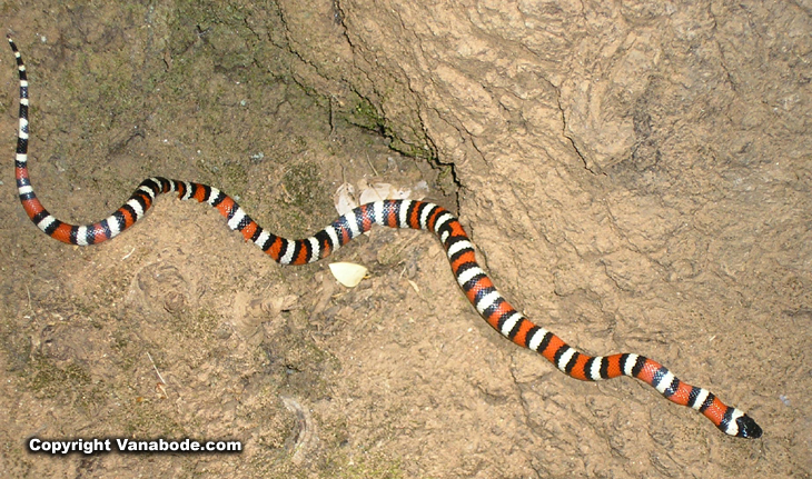 california king snake picture