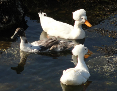 bouffant ducks in camden maine picture
