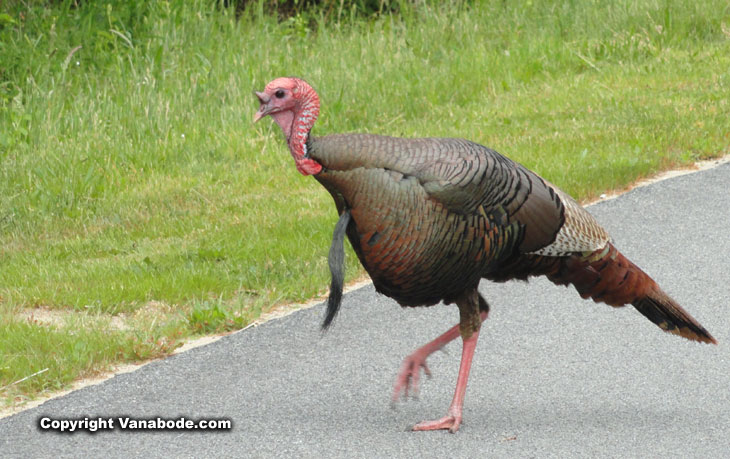 cape cod wild turkey