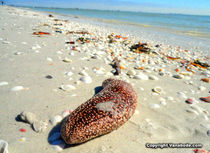 cape coral sanibel island beach creature in the sand