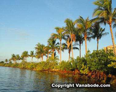 cape coral palm lined river shore