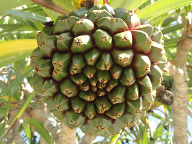 picture of screw pine fruit in south florida