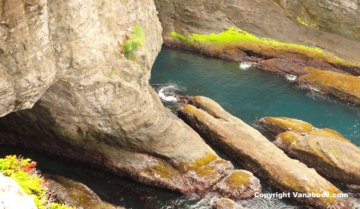 picture of seagull on cliff at cape flattery