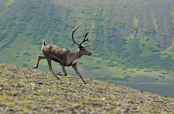 Picture of caribou in Aniakchak caldera