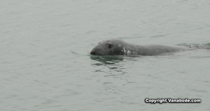picture of seal at chatham fishing pier