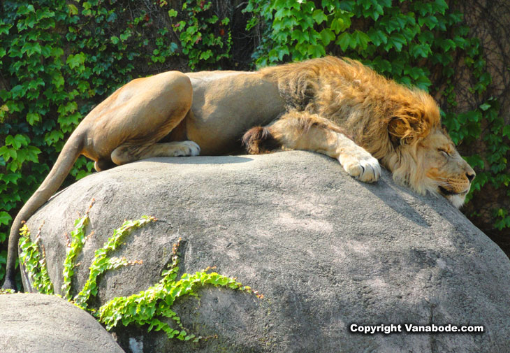 male lion at chicago zoo