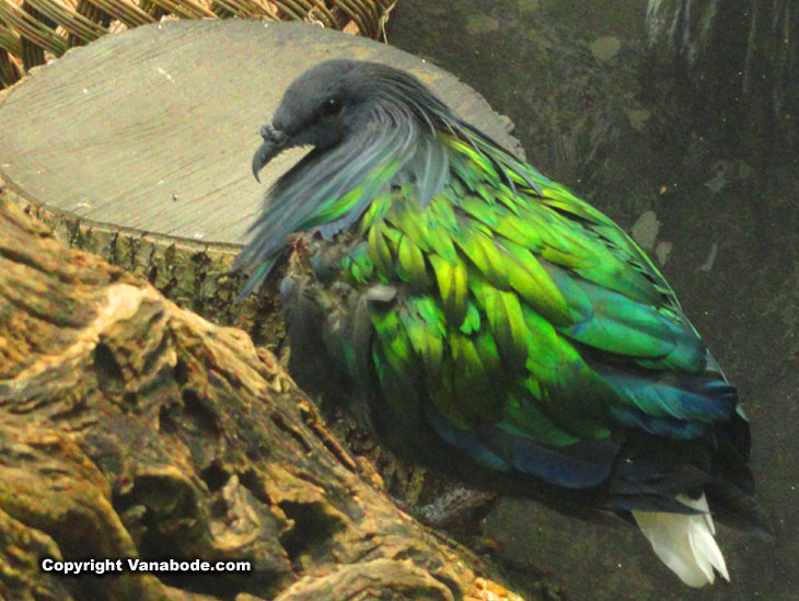 wierd green bird at zoo in chicago