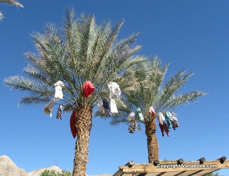 date palm tree in desert. date palm trees at china ranch