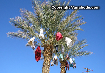 picture of date palm trees on china ranch california