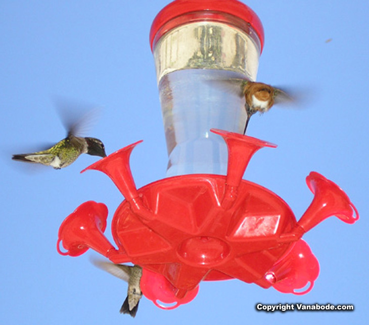 china ranch hummingbird picture