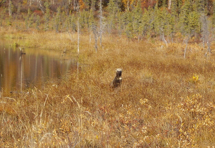 Picture of wolverine in Gates of the Arctic National Park Alaska