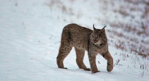 picture of lynx in denali alaska