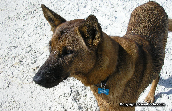 dog at dog beach bonita florida